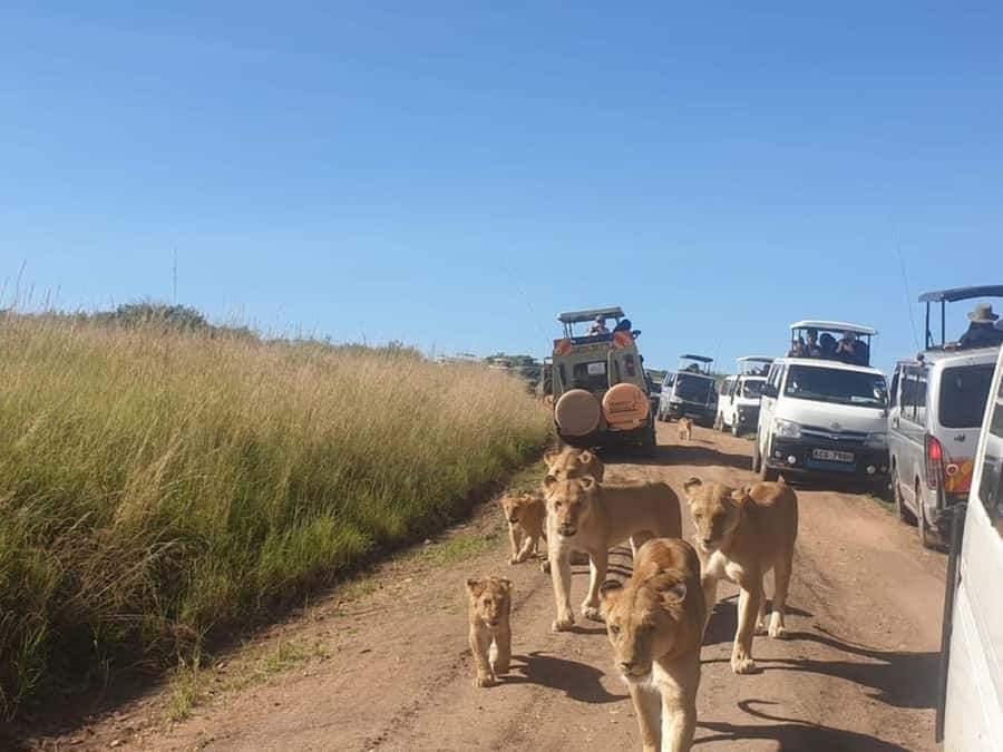 Nairobi National Park Evening Game Drive - Key points to know before you book