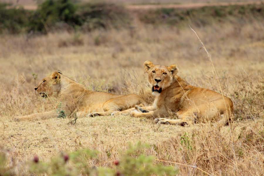 Nairobi National Park Evening Game Drive - What the open-roofed vehicle adds