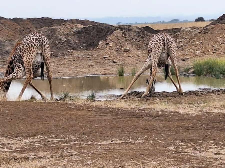 Nairobi National Park Evening Game Drive - The guide can shape the whole experience