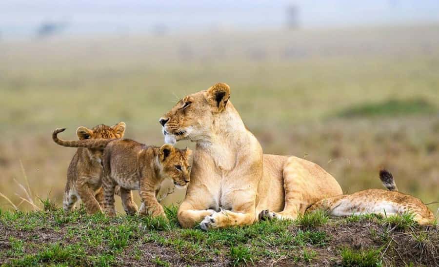 Nairobi National Park Evening Game Drive - Pickup from your Nairobi accommodation
