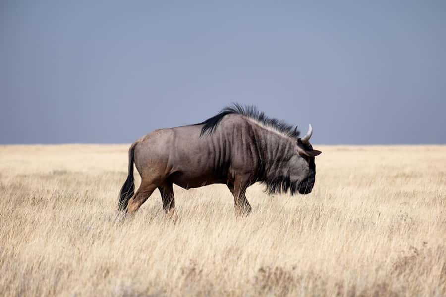 Nairobi National Park: Free WIFI connection - Key points at a glance