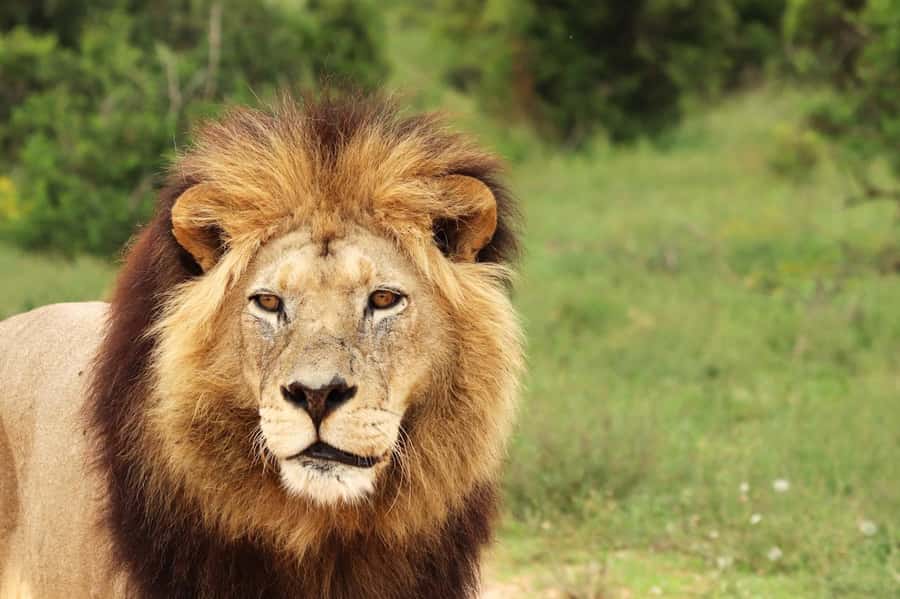 Nairobi National Park: Free WIFI connection - What the guide adds to the safari