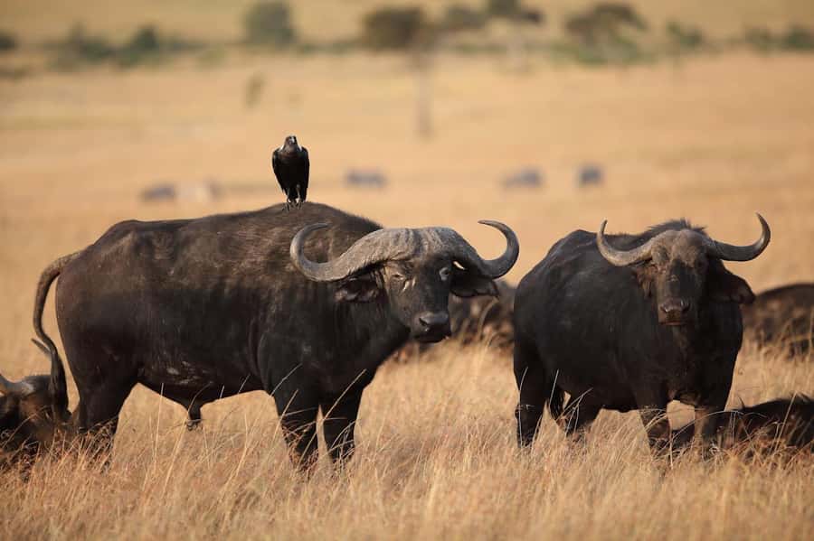 Nairobi National Park: Free WIFI connection - Pickup from your Nairobi hotel or airport