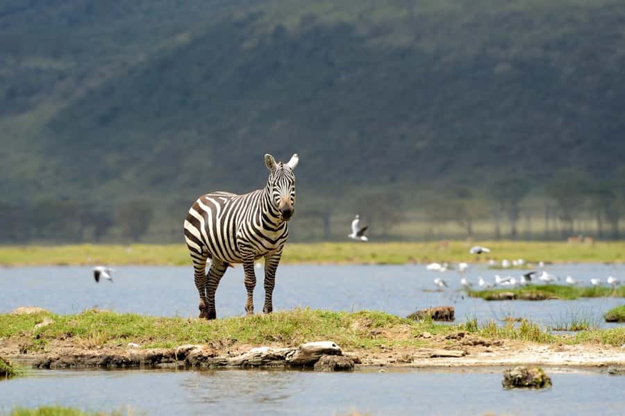Nairobi National Park: Free WIFI connection - How to get the most from the five hours