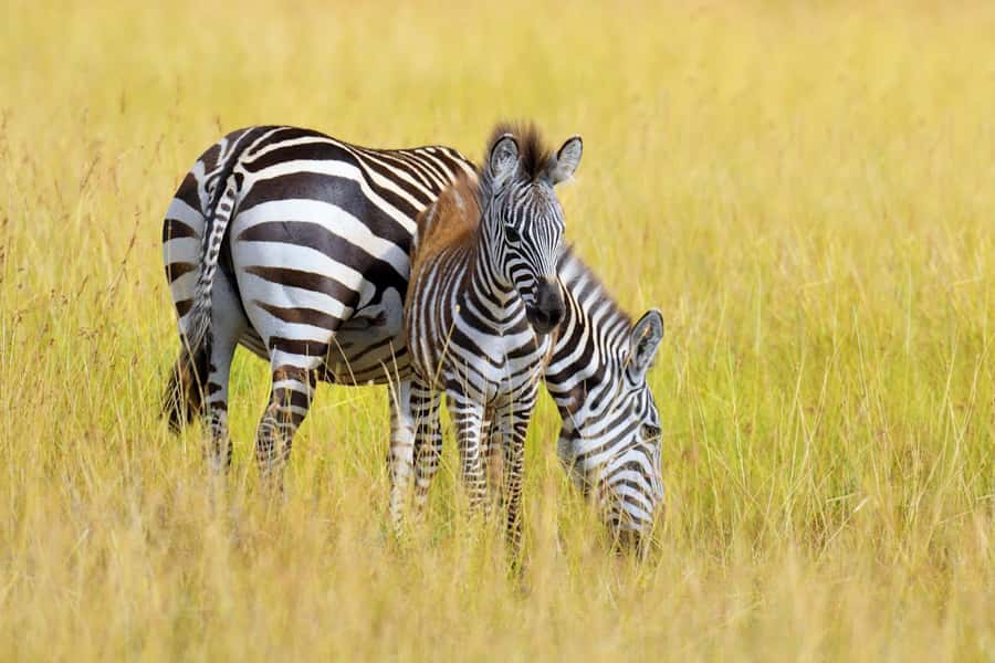 Nairobi National Park: Free WIFI connection - Booking flexibility and practical details