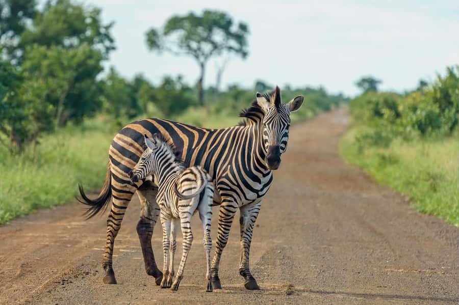 Nairobi National Park: Free WIFI connection - The four-hour game drive