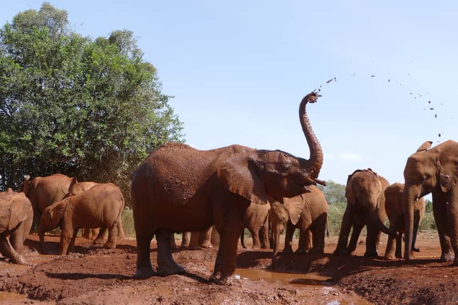 Nairobi National Park Full-Day Tour: Private 4WD with Guide - Why Nairobi National Park makes this tour different