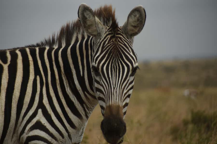 Nairobi National Park Full-Day Tour: Private 4WD with Guide - Giraffe Centre close-up: memorable, but not always calm