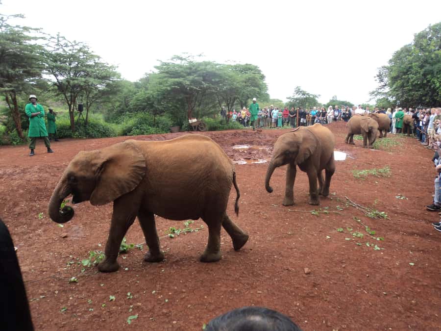 Nairobi National Park Full-Day Tour: Private 4WD with Guide - Carnivore Restaurant at midday