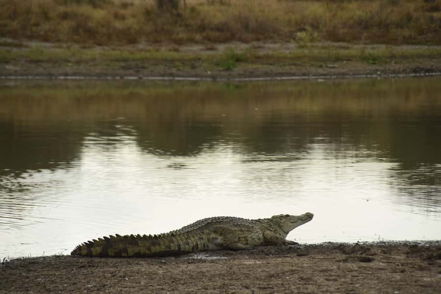 Nairobi National Park Full-Day Tour: Private 4WD with Guide - Karen Blixen Museum and the final afternoon stop