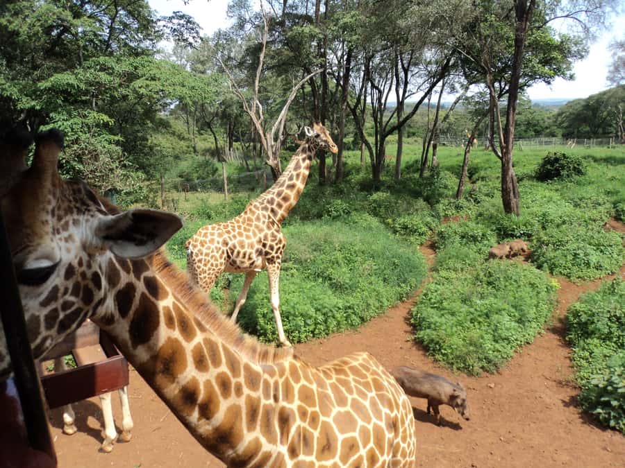 Nairobi National Park Full-Day Tour: Private 4WD with Guide - The 6:00 AM game drive and the value of a private 4WD