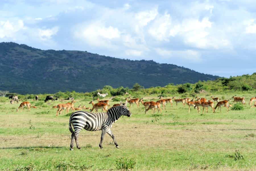 Nairobi National Park Full or Half-Day Tour with Guide - Key points at a glance
