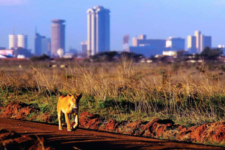 Nairobi National Park Full or Half-Day Tour with Guide - The full-day route with lunch and Karen Blixen