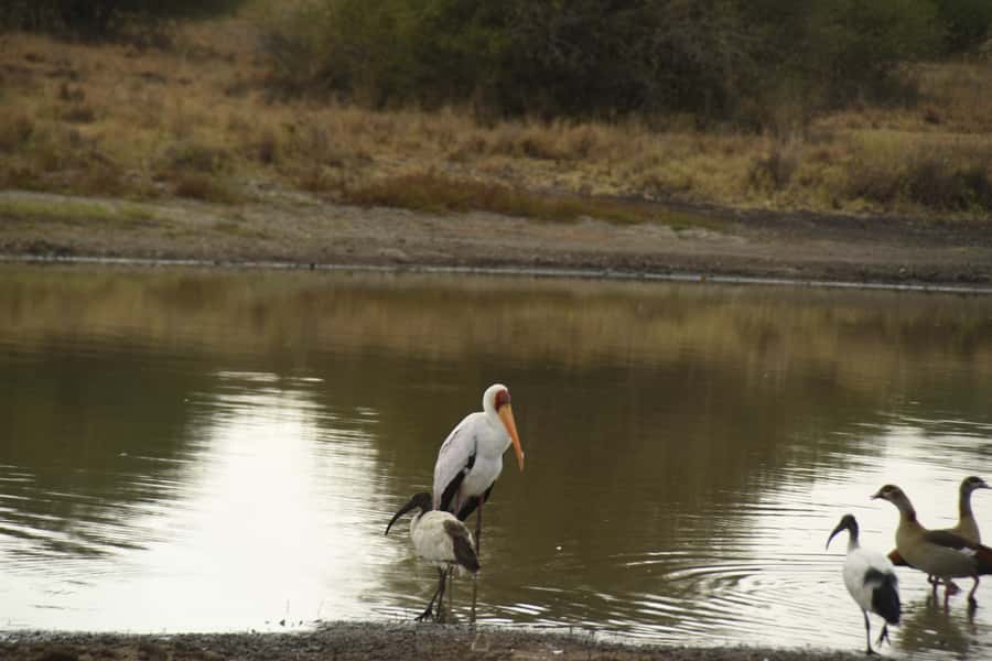 Nairobi National Park Full or Half-Day Tour with Guide - Price, park fees, and what you receive