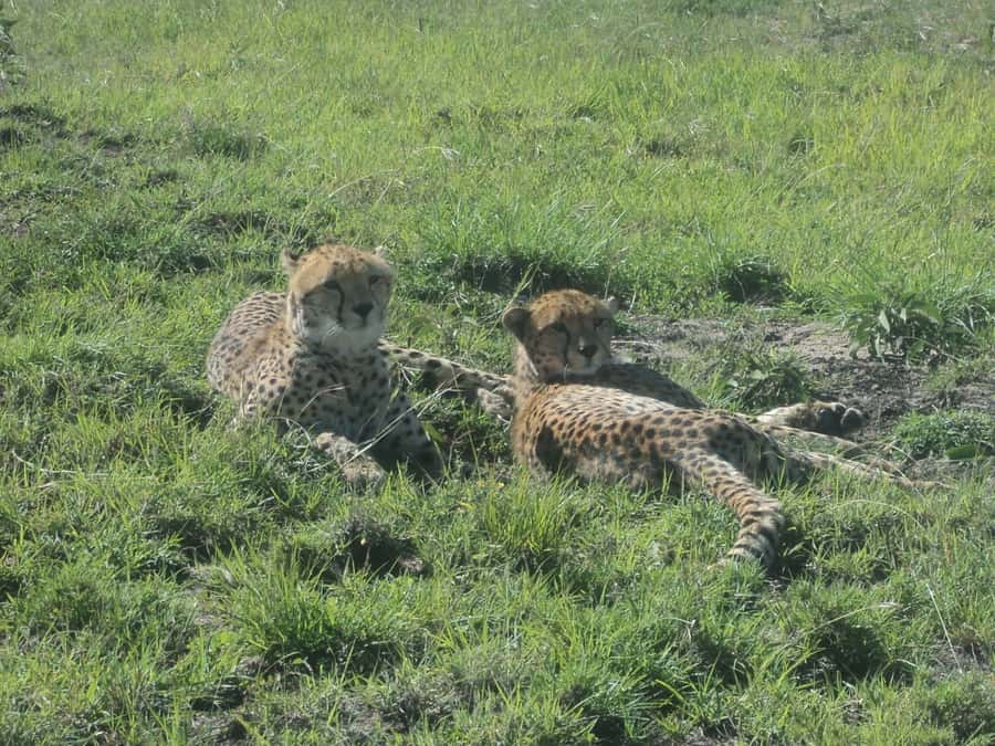 Nairobi National Park Full or Half-Day Tour with Guide - The 6 AM pickup and ride to the park