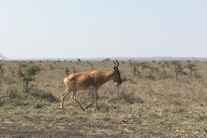 Nairobi National Park game drive. Free Airport pick / drop off. - The guide can make or break the morning