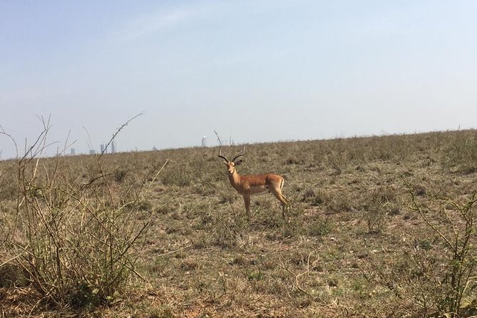 Nairobi National Park game drive. Free Airport pick / drop off. - The real price: $61 plus park admission