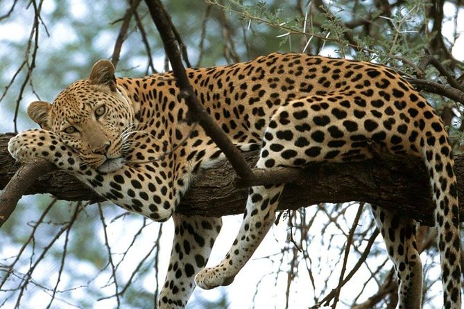 Nairobi National Park game drive. Free Airport pick / drop off. - What the four-hour game drive is like
