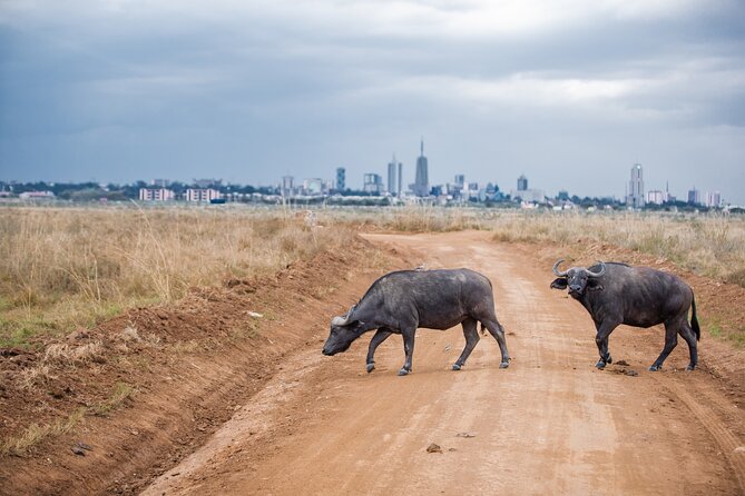 Nairobi National Park Game Drive - Shared Experience in Open Jeep - What you search for inside the park