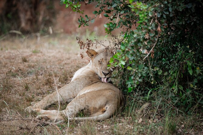Nairobi National Park Game Drive - Shared Experience in Open Jeep - The Jeep matters more than you might expect