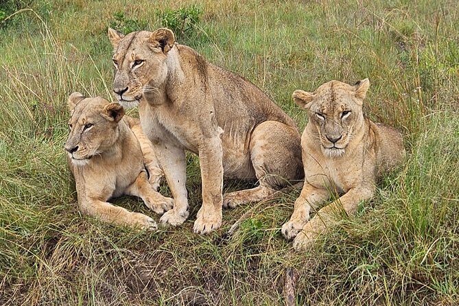 Nairobi National Park Game Drive With Free Pick Up Group Joining - Four hours among lions, rhinos, and zebra