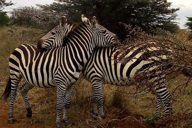 Nairobi National Park Game Drive With Free Pick Up Group Joining - The David Sheldrick Wildlife Trust elephant nursery