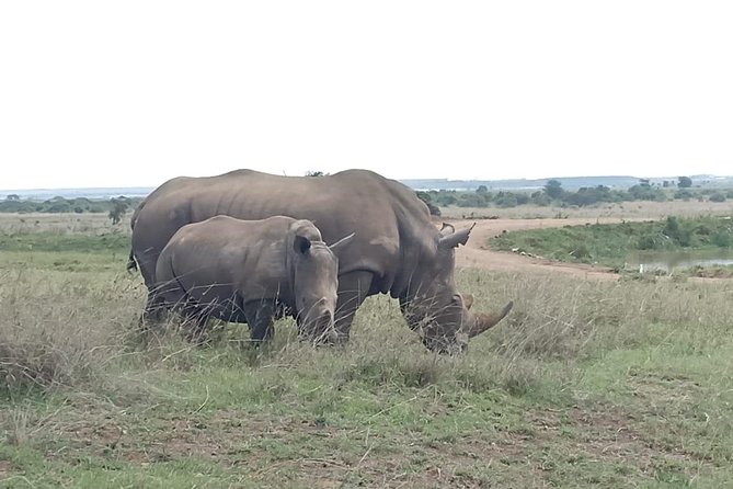 Nairobi National Park Game Drive With Free Pick Up Group Joining - Practical details that affect your day