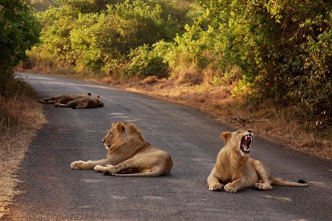 Nairobi National Park Game Drive With Free Pick Up Group Joining - The 5:30 am pickup and open-roof minivan