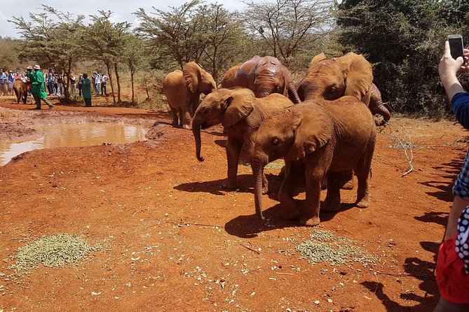 Nairobi National Park, Giraffe Center and Elephant Orphanage Day Tour from Nairobi - Who will get the most from this experience?
