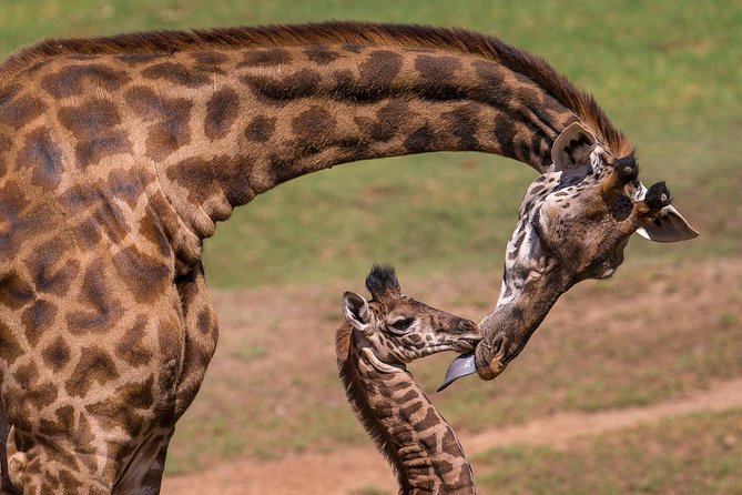 Nairobi National Park, Giraffe Center and Elephant Orphanage Day Tour from Nairobi - Should you book this Nairobi wildlife day?