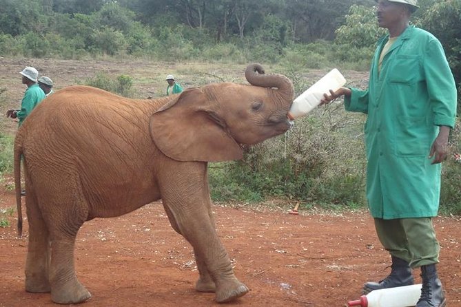 Nairobi National Park, Giraffe Center and Elephant Orphanage Day Tour from Nairobi - Sheldrick Wildlife Trust from 11 a.m. to noon