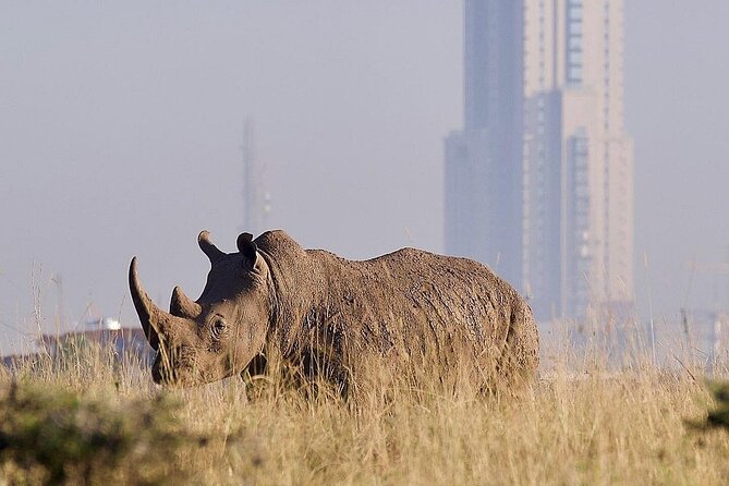 Nairobi National Park Giraffe Center Carnivore Lunch - My verdict on this Nairobi day trip