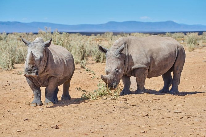 Nairobi National Park, Giraffe Center & Karen Blixen Museum - The elephant center and Bomas question