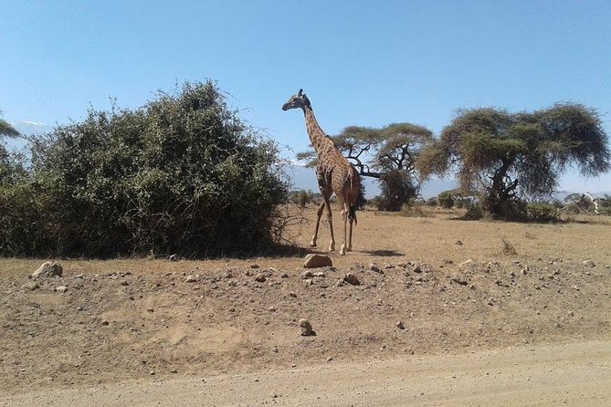 Nairobi National Park, Giraffe Center & Karen Blixen Museum - Working out the real price