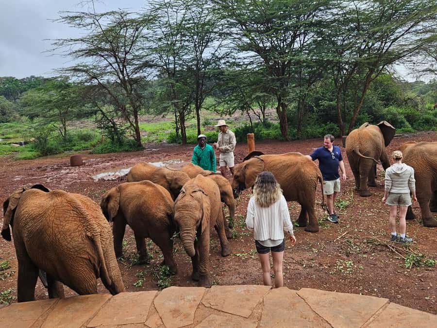 Nairobi National Park,Giraffe Center,Orpanage&Karen Blixxen - One day, four very different Nairobi experiences
