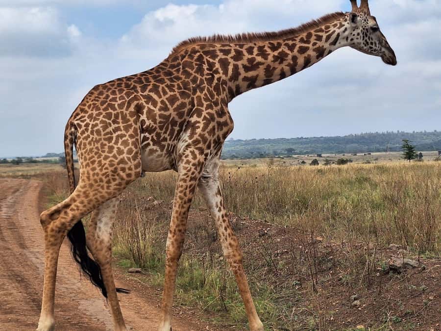 Nairobi National Park,Giraffe Center,Orpanage&Karen Blixxen - Should you book it?