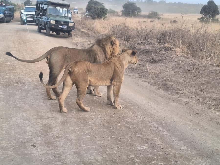 Nairobi National Park,Giraffe Center,Orpanage&Karen Blixxen - Early morning wildlife in Nairobi National Park