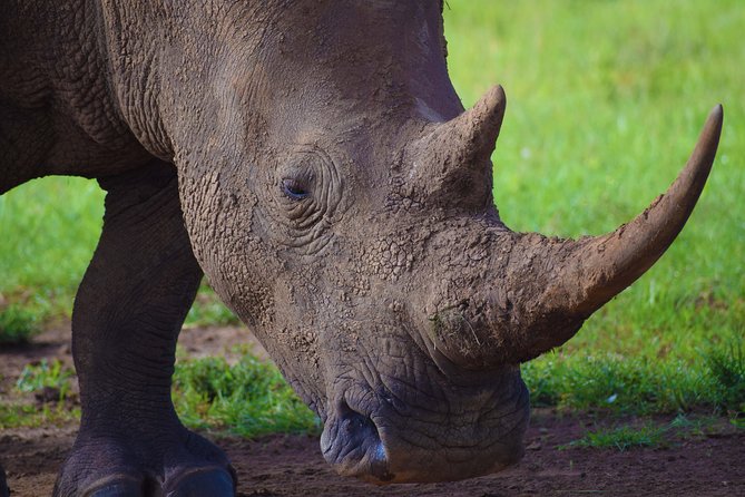 Nairobi National Park,Giraffe Centre, Karen Blixen Museum. - Why this Nairobi day works well