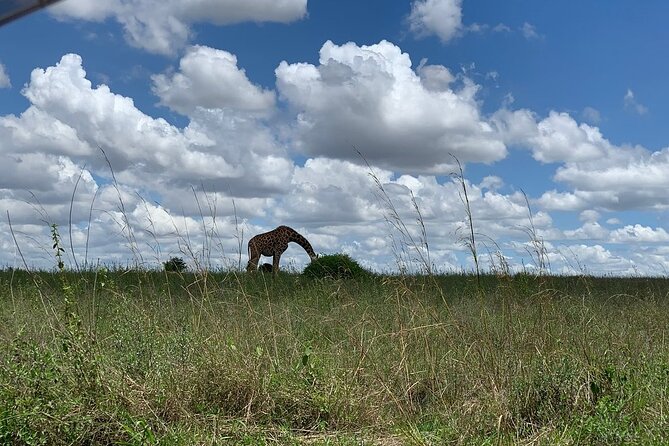 Nairobi National Park,Giraffe Centre, Karen Blixen Museum. - Meeting the giraffes at the Giraffe Centre