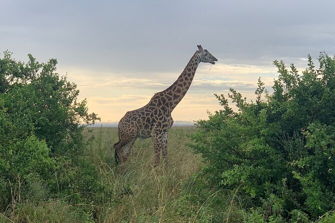 Nairobi National Park,Giraffe Centre, Karen Blixen Museum. - Karen Blixen Museum and the cultural side of Nairobi
