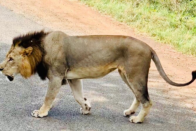 Nairobi National Park,Giraffe Centre, Karen Blixen Museum. - The real cost of a $160 group tour