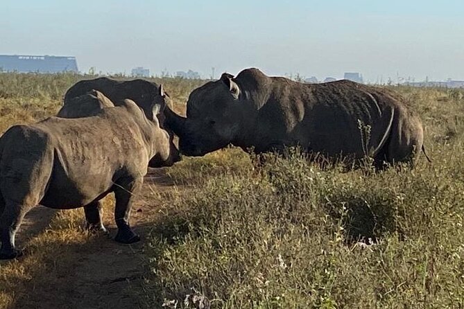 Nairobi National Park,Giraffe Centre, Karen Blixen Museum. - The van, group size, and daily rhythm