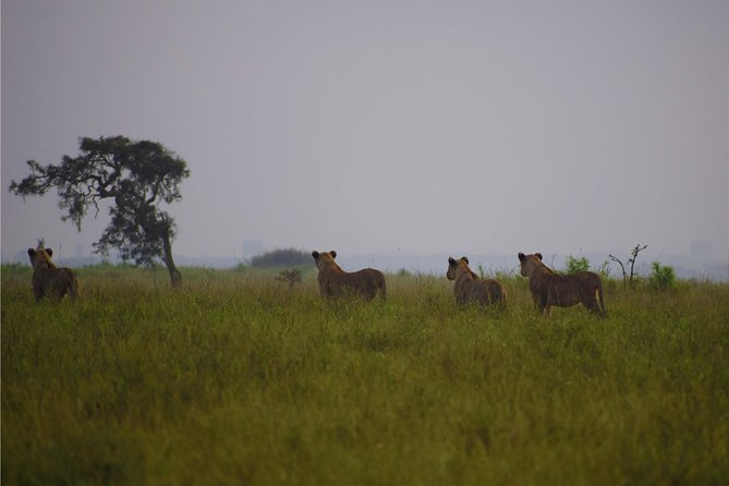Nairobi National Park,Giraffe Centre, Karen Blixen Museum. - Is this a good final-day Nairobi tour?