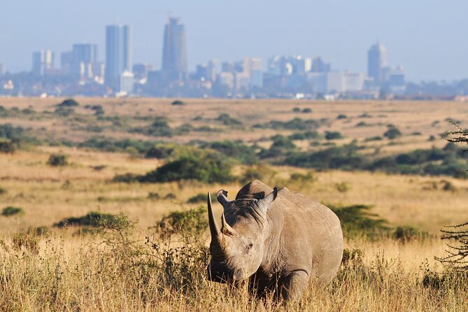 Nairobi National Park Group Shared Tour - Why Nairobi National Park Works for a Short Visit