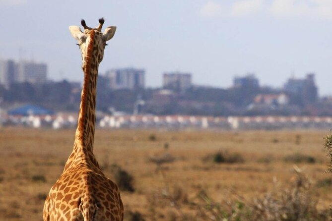 Nairobi National Park Group Shared Tour - Wildlife, Birds, and the Savannah Setting
