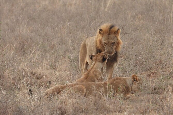 Nairobi National Park Group Shared Tour - The Nairobi Skyline as Your Safari Backdrop