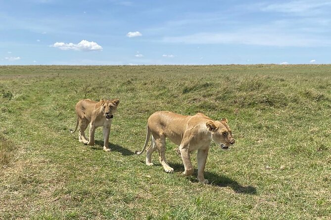 Nairobi National Park Group Shared Tour - What the $44 Price Really Means