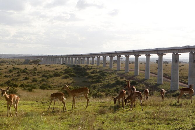 Nairobi National Park Group Shared Tour - Is This Good for a Flight Day?