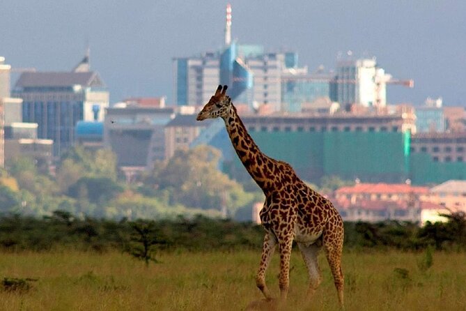 Nairobi National Park Group Shared Tour - A Four-Hour Morning Game Drive