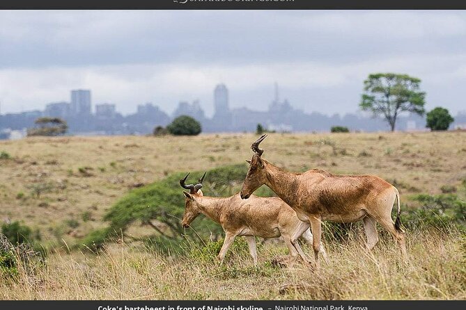 Nairobi National Park Group Tour - Lions, rhinos, giraffes, and birds on the morning route